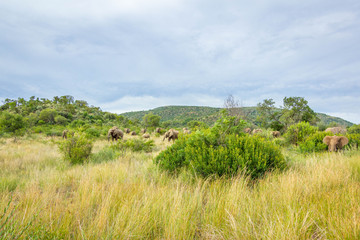 Fototapeta na wymiar Parade of elephants or herd of elephants, Pilanesberg National Park, South Africa.