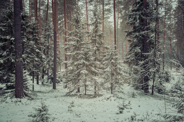 beautiful pine forest is covered with fresh snow-white snow