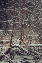broken pine stubbornly continues to grow