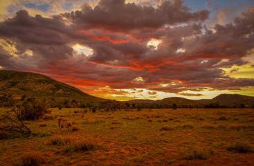 A male lion ( Panthera Leo Leo) in the evening sun, scenic view, Pilanesberg National Park, South Africa.