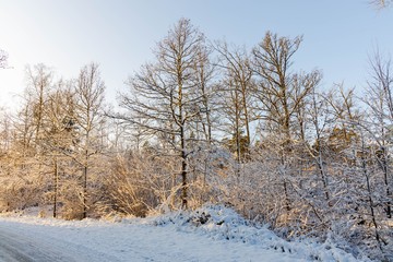 Gorgeous view of winter nature landscape. Country road in snow forest. Beautiful winter background.