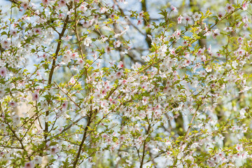 Fototapeta premium Blossoming cherry branch with white flowers on blue sky background.