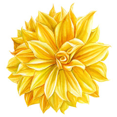 beautiful yellow dahlia flower, botanical painting, watercolor drawing, illustration on an isolated white background