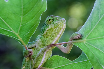 green lizard on a branch