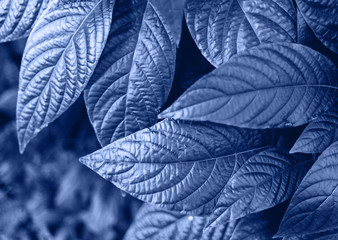 leaves of piperaceae leaves monochrome toned. Design concept. Tropical palm foliage. Color of the year.