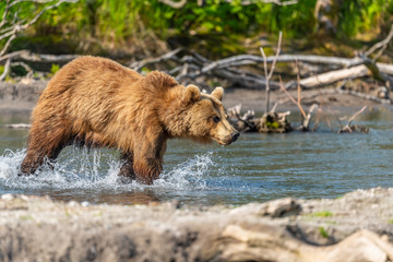 Fototapeta premium Ruling the landscape, brown bears of Kamchatka (Ursus arctos beringianus)