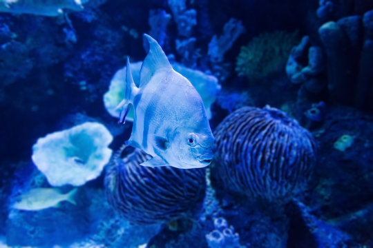 image of the underwater world with silver fish and corals in blue light