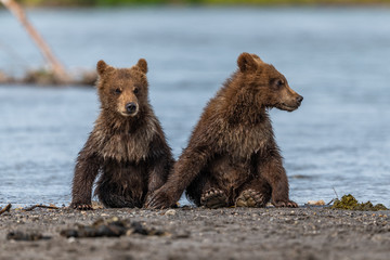 Ruling the landscape, brown bears of Kamchatka (Ursus arctos beringianus)