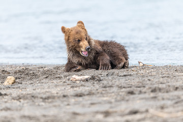 Obraz premium Ruling the landscape, brown bears of Kamchatka (Ursus arctos beringianus)