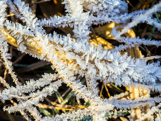 frozen grass covered with ice crystals after frost
