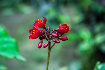red flower in the garden