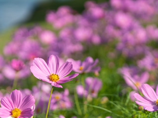 Pink cosmos in the morning garden, focus on the first front flower and blurred background.