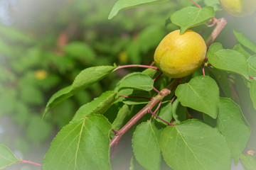 Apricots grow and Mature on a branch in early summer