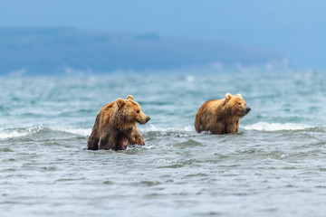 Obraz premium Ruling the landscape, brown bears of Kamchatka (Ursus arctos beringianus)
