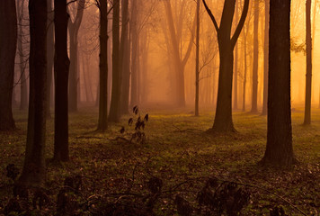 złoty poranek w lesie
