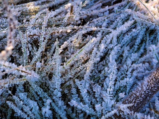 frozen grass covered with ice crystals after frost