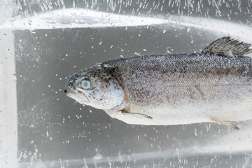 Close Up raw frozen fish in a big clear ice cube with bubbles on a grey background