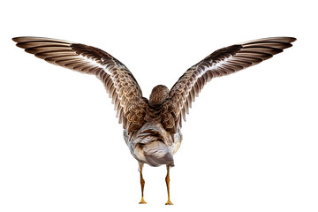 Isolated bird wings. White background.  