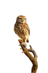 Little owls. Isolated bird. White background. 