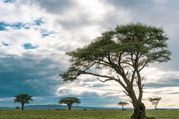 Plakat African panorama in Serengeti national park