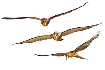 Obraz premium Flying falcon with its hunt. Isolated bird. White background. 