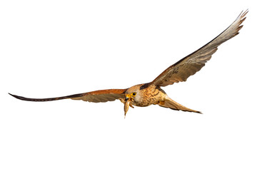 Flying falcon with its hunt. Isolated bird. White background. 