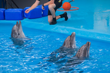 Trained dolphin in the aquarium, dolphinariums. show with dolphins. the trainer works with a trained dolphin.