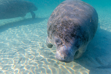 Fototapeta premium A curious and playful West Indian Manatee (Trichechus manatus) approaches the camera and diver for a closer look. Manatees come to these warm springs in winter to survive the cold.