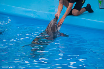 Obraz premium veterinarian examines a trained dolphin. a young white male vet put his hand in the mouth of a dolphin. veterinary medicine, treatment of marine wildlife. caring for animals. dental examination.