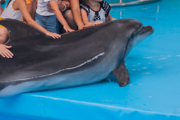 Trained dolphin in the aquarium, dolphinariums. show with dolphins. the trainer works with a trained dolphin. © MariaTem