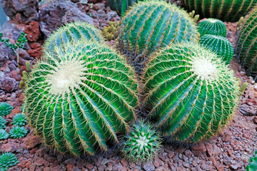 Cactus plants Echinocactus