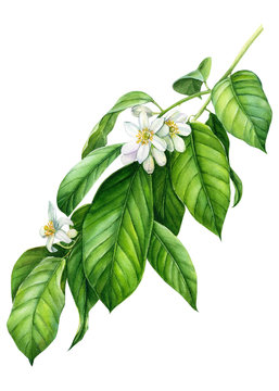 Branches with green leaves. lemon flowers, on an isolated white background, watercolor illustration, botanical
