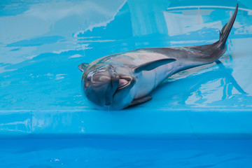 Trained dolphin in the aquarium, dolphinariums. show with dolphins. the trainer works with a trained dolphin.