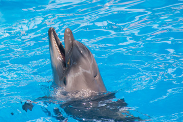 Trained dolphin in the aquarium, dolphinariums. show with dolphins. the trainer works with a trained dolphin.