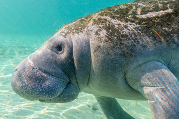 A curious and playful West Indian Manatee (Trichechus manatus) approaches the camera and diver for a closer look. Manatees come to these warm springs in winter to survive the cold.