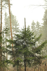 Fototapeta premium trees in forest