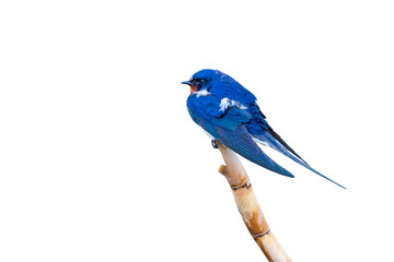 Barn Swallow. Isolated bird. White background. Hirundo rustica. 