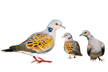 Turtle Dove. Isolated bird. White background. Bird: European Turtle Dove. Streptopelia turtur.