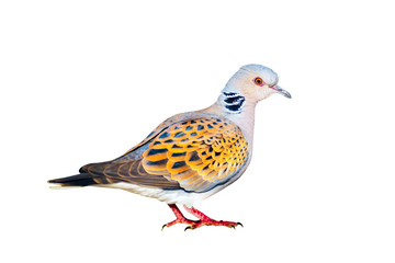 Turtle Dove. Isolated bird. White background. Bird: European Turtle Dove. Streptopelia turtur.