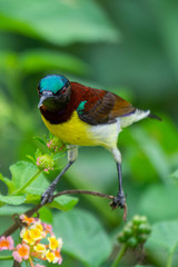 Purple Rumped Sunbird at Bhadravathi, Karnataka