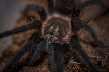 Tliltocatl (Brachypelma) albopilosum