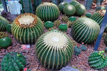 Cactus plants Echinocactus