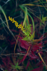 Colorful grass background. Cropped shot of meadow. Colorful nature background.
