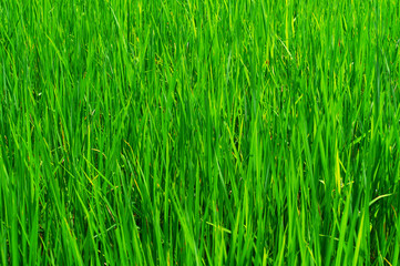green paddy plant leaves under the golden sunlight at the village in India, Rice fields for cultivating farmers, background and texture