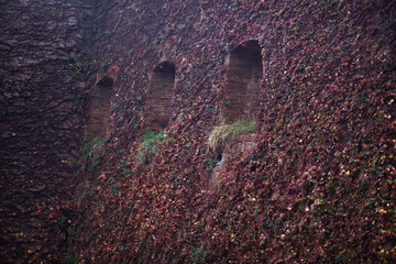 Muro con huecos para ventanas cubierto de maleza en otoño