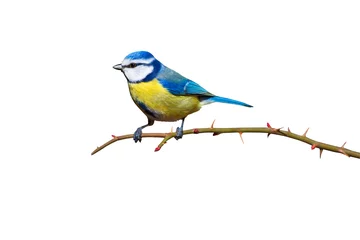 Gordijnen Colorful bird blue tit. Isolated cute bird and branch. White background. Bird: Eurasian Blue Tit. Cyanistes caeruleus. © serkanmutan