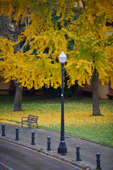 Hojas en color amarillo vivo en otoño en una zona urbana