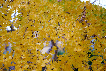 Hojas en color amarillo vivo en otoño en una zona urbana