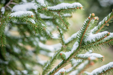 pine branch of a tree