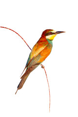 Colorful birds. Isolated bird and branch. White background. Bird: European Bee eater. Merops apiaster.